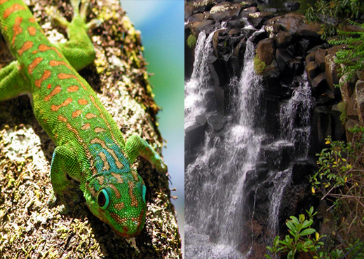 black river national park mauritius